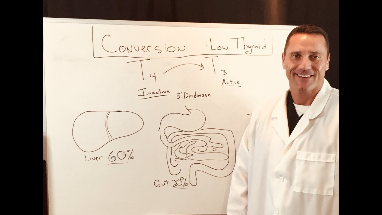 What Is Thyroid Conversion: Inactive T4 to Active T3 Pathway?