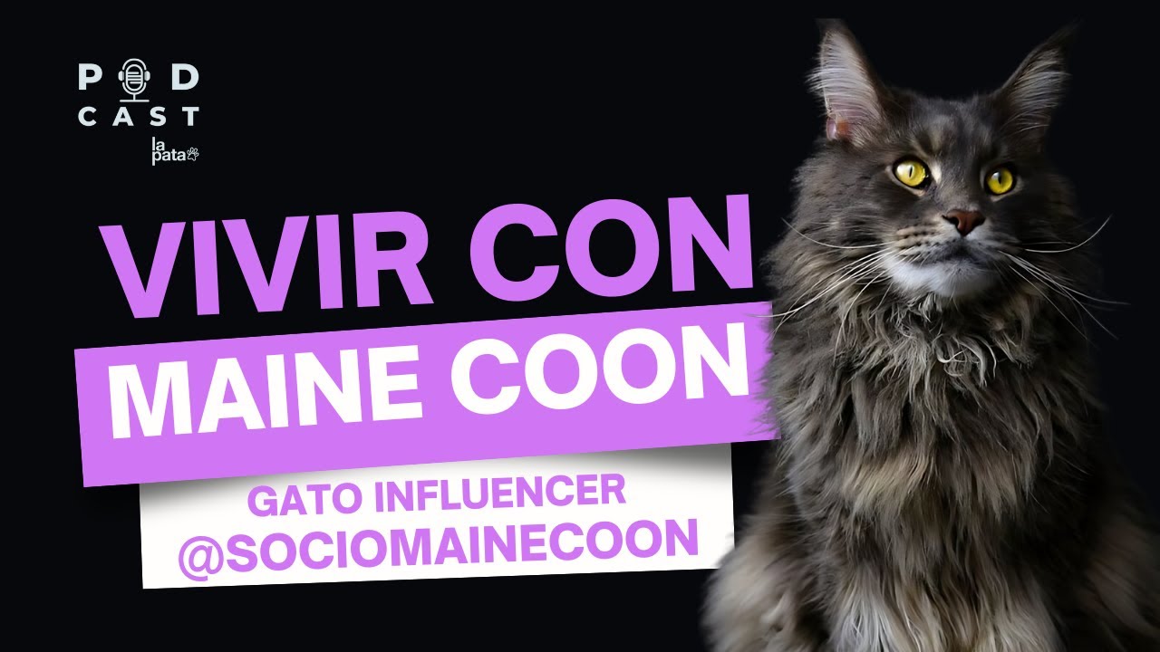 ¿Qué hay detrás de la raza Maine Coon y cómo es vivir con el gato influencer @sociomainecoon ?