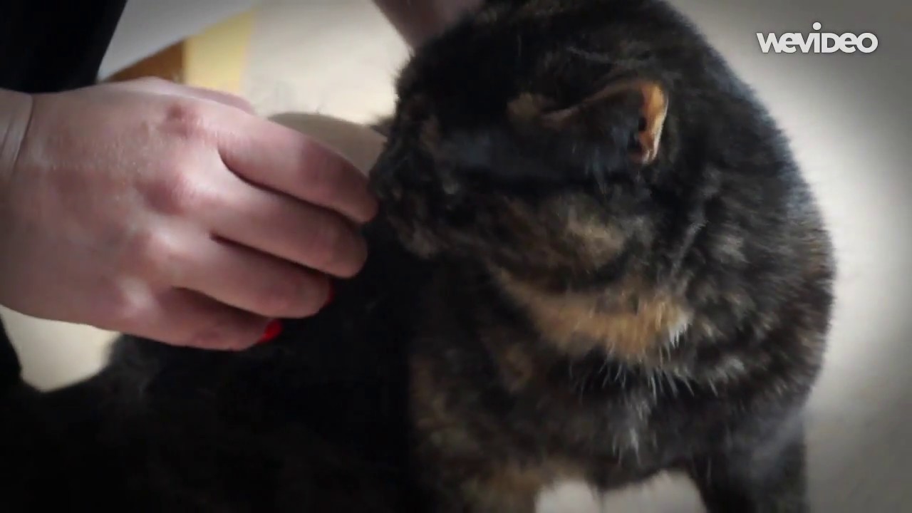 Eqclusive SleekEZ for Cats - Animal Shedding and Grooming Tool