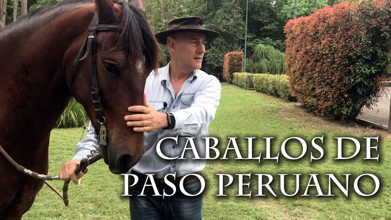 Caballos de Paso Peruano