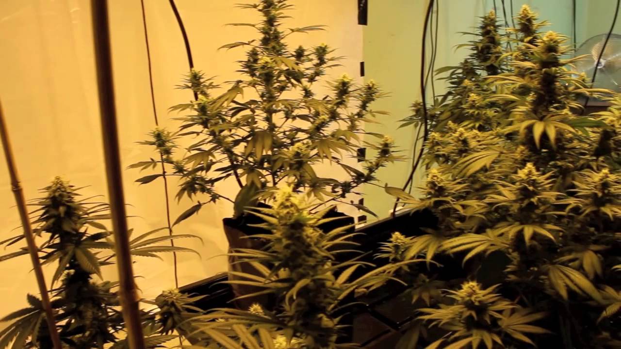 6K Multi Strain Island Sweet Skunk Grow