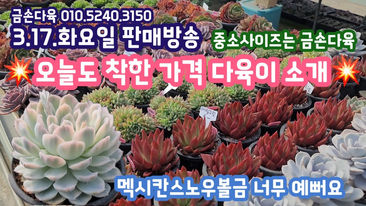 [3.17.화.판매방송]오늘도 착한 가격으로 소개합니다! 멕시칸스노우볼금 진짜 예뻐요! 강추강추💥금손다육 010.5240.3150 