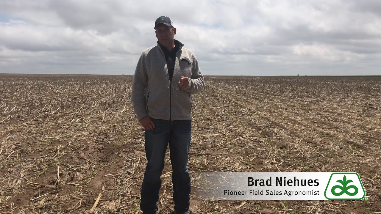 Successful Corn Germination