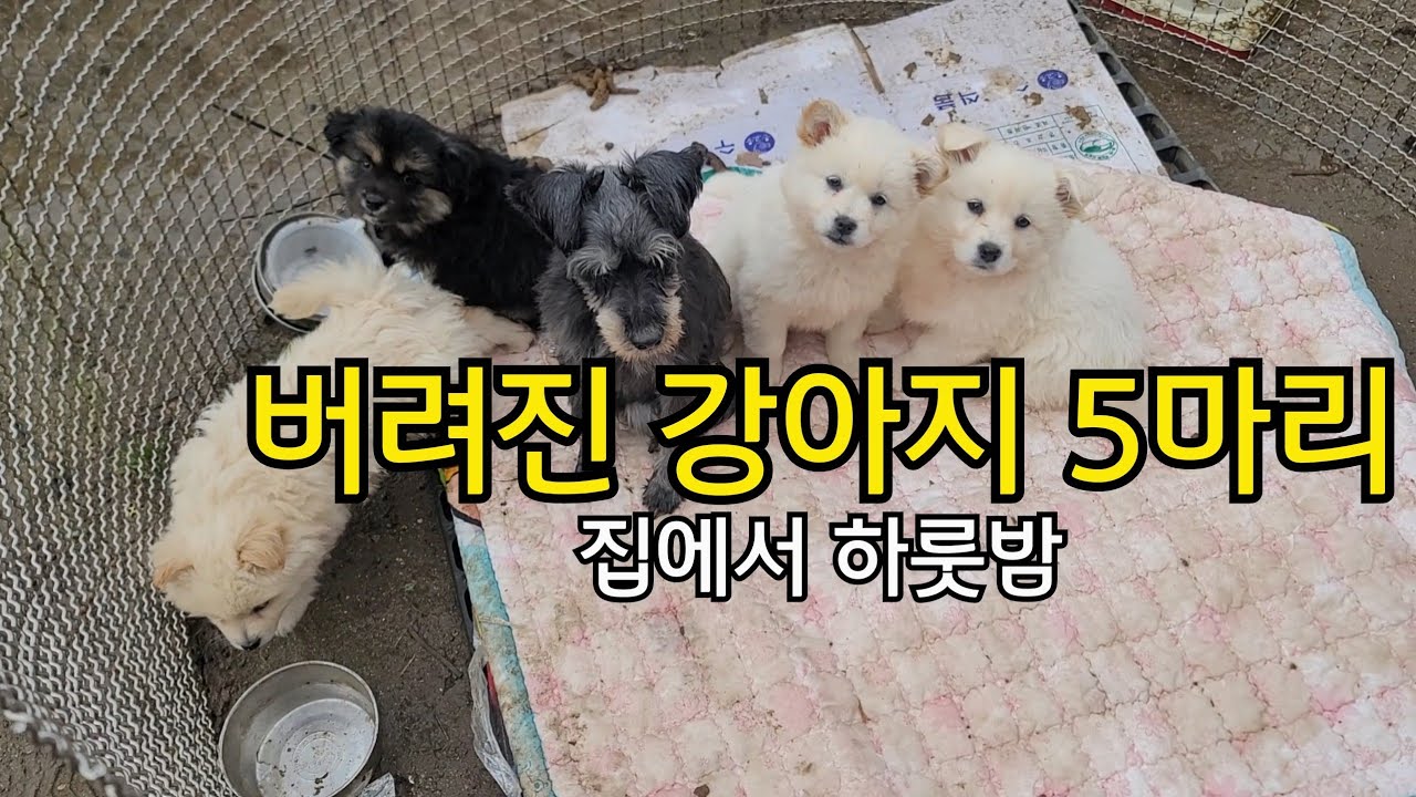 버려진 강아지 5마리… 집에서 하룻밤 보호했습니다