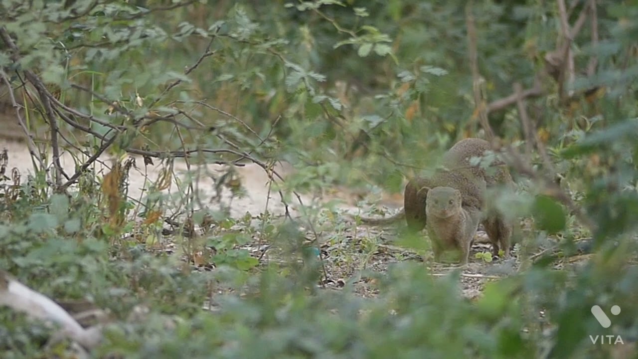 mating mongoose 4