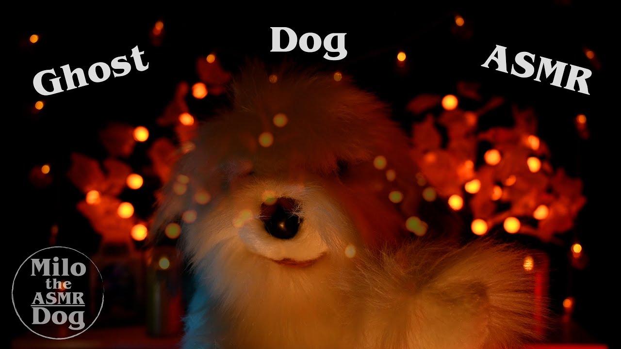 🎃ASMR Ghost Hunting Ghost Dog Haunting You - Whisper Rambles and Halloween Story with Rain 👻