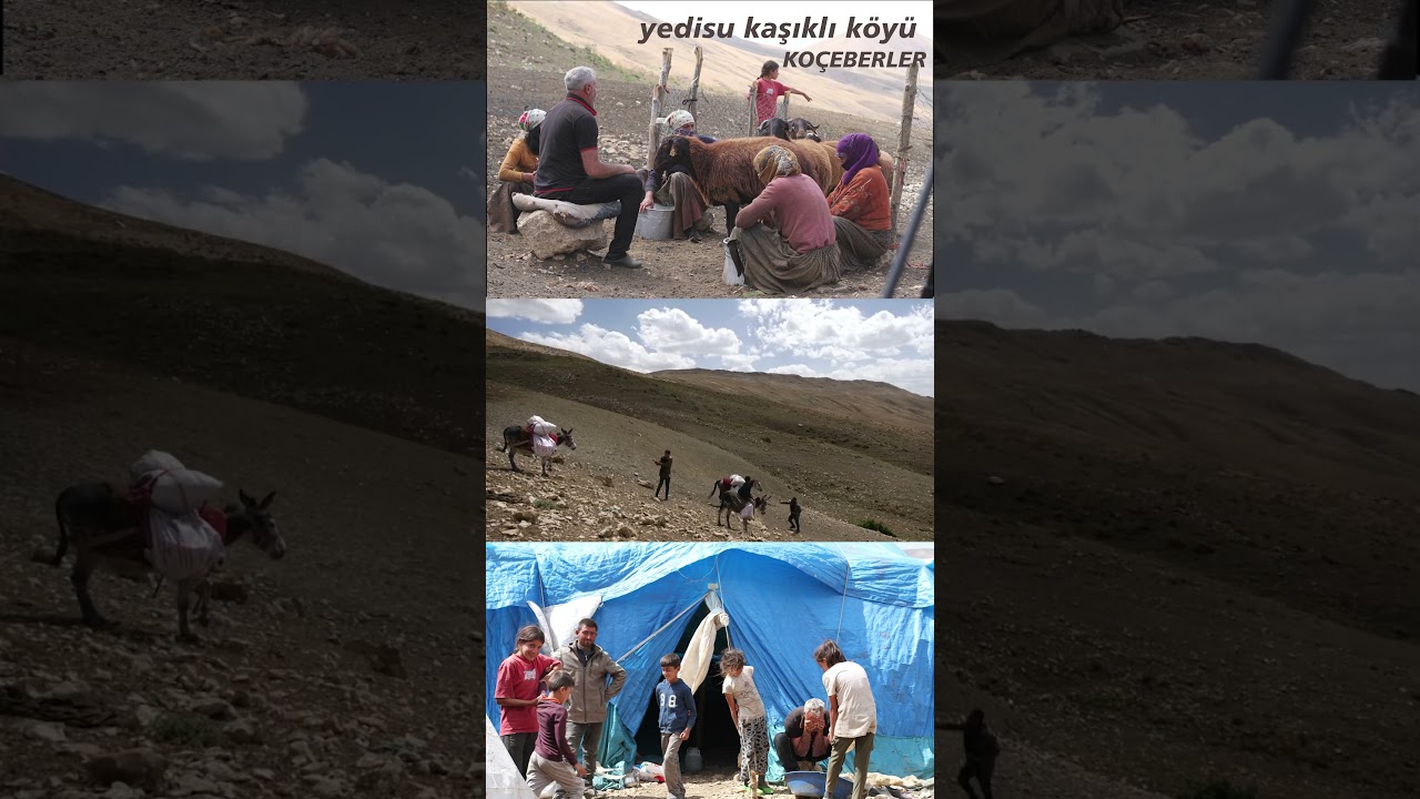 Yedisu dağlarında k&uuml;&ccedil;&uuml;kbaş hayvancılık #shortvideo #shorts #şavaklar #konarg&ouml;&ccedil;erler #Bertiler