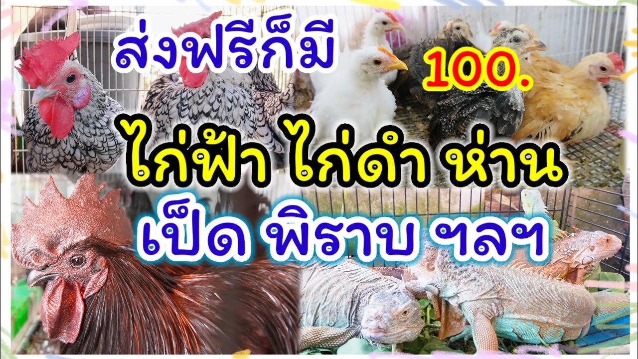 อัปเดตราคาสัตว์ปีก สัตว์เลี้ยง จตุจักร มีนบุรี ร้านอันดามัน นกสวยงาม