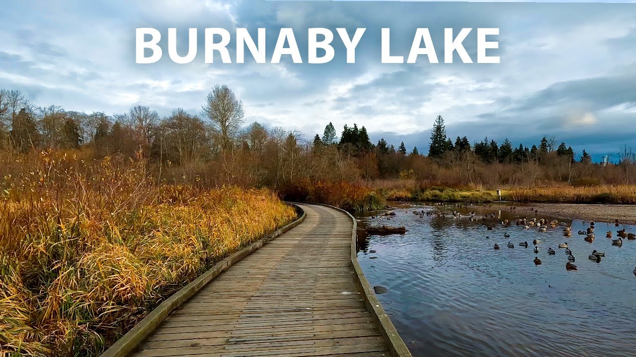 Serene Fall Nature Walk at Burnaby Lake, BC Canada