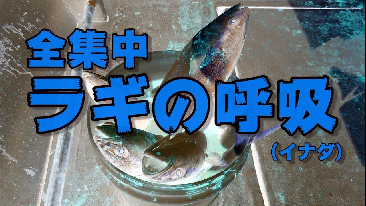 全集中でフクラギ狙ってみた
