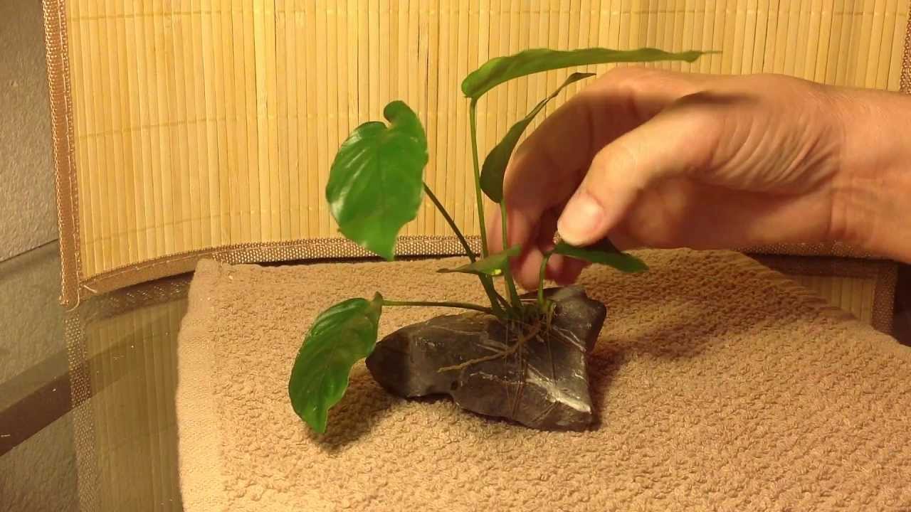 How to tie anubias to a rock