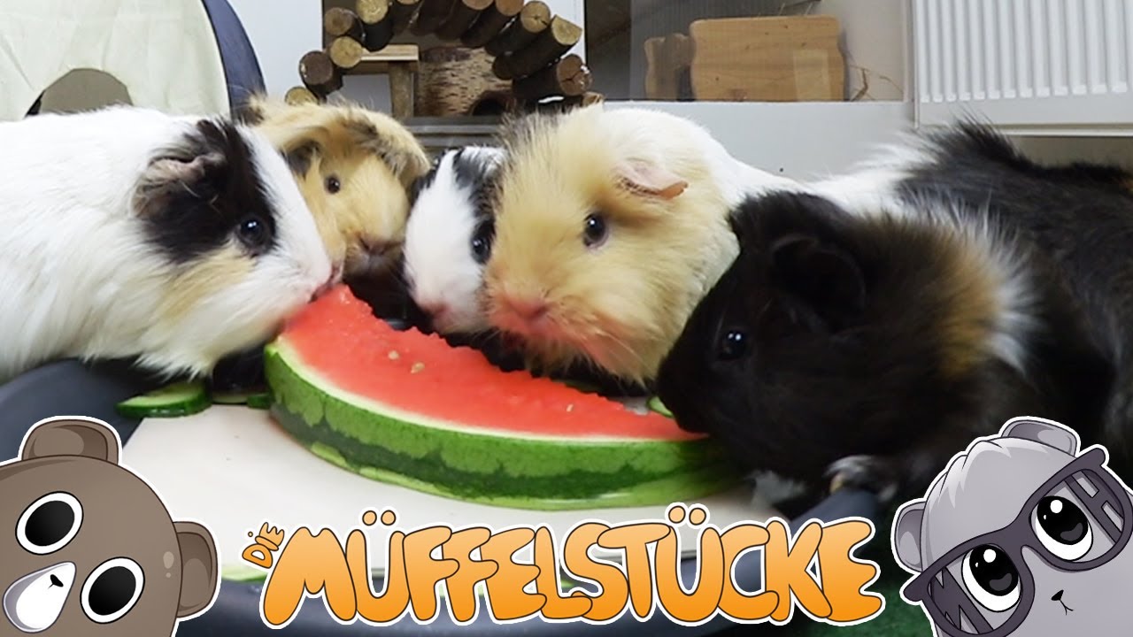 Schmatzende Meerschweinchen genießen Melone | Die Müffelstücke