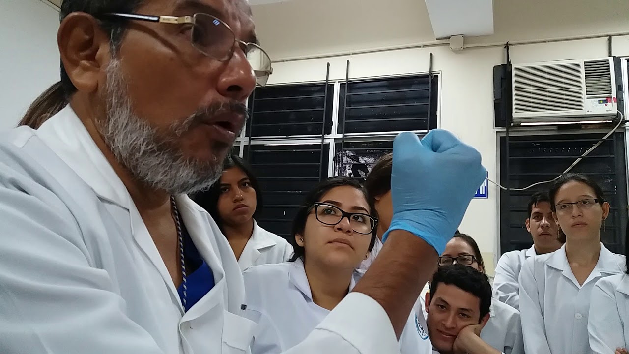 Práctica 6 de Fisiología I: Prueba de sangría