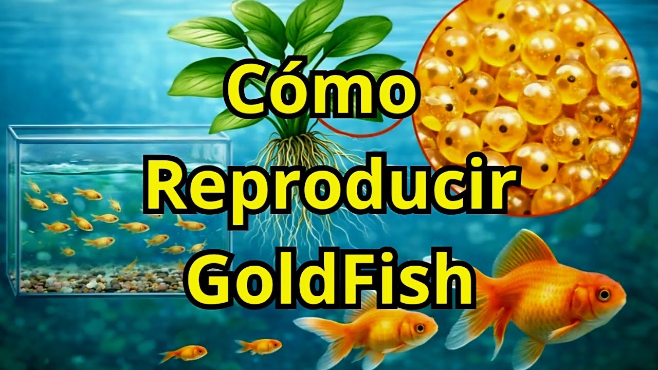 🤩🐠 𝘾ó𝙢𝙤 𝙍𝙚𝙥𝙧𝙤𝙙𝙪𝙘𝙞𝙧 𝙔 𝘾𝙧𝙞𝙖𝙧 𝙂𝙤𝙡𝙙𝙁𝙞𝙨𝙝 🐡✅️ 𝘿𝙚 𝙇𝙖 𝙁𝙤𝙧𝙢𝙖 𝙈á𝙨 𝙁á𝙘𝙞𝙡 𝙔 𝙀𝙛𝙚𝙘𝙩𝙞𝙫𝙖 😍💯 Acuario Paraíso Tropical