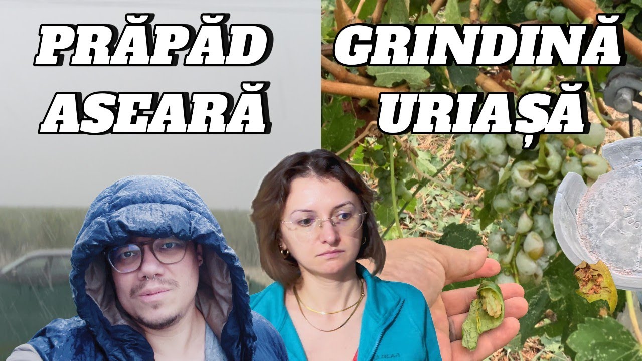 Furtună devastatoare cu grindină uriașă 🌩️ Via și grădina distruse complet!