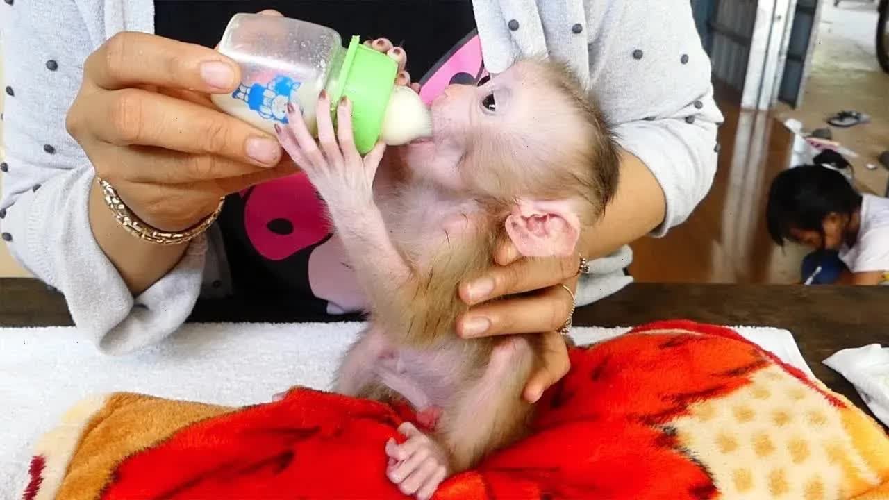 Healthy Big Boy Harry Sit Drinking Milk Like A Pro Without A Diaper