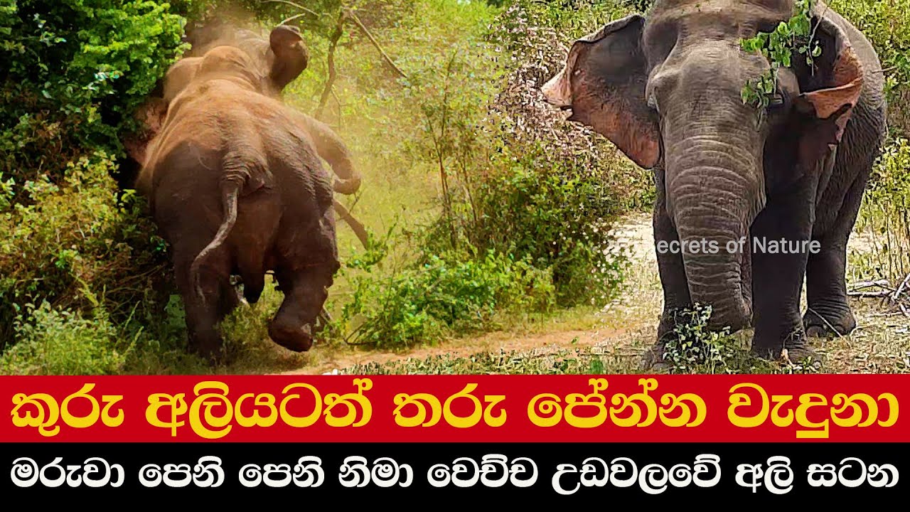 කුරු අලියටත් තරු පේන්න වැදුනා | මරුවා පෙනි පෙනි නිමා වෙච්ච උඩවලවේ අලි සටන