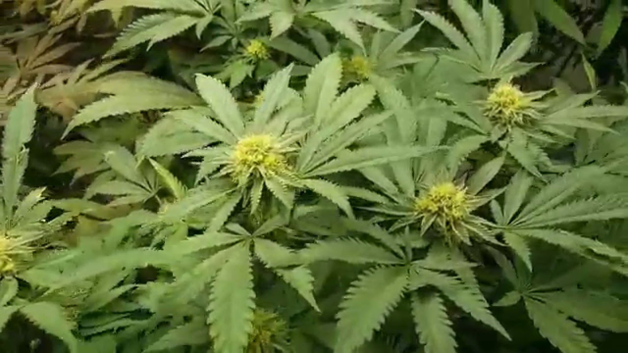 Hyroot's No Till Garden