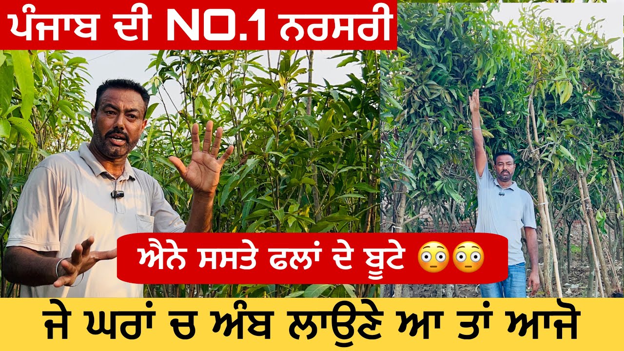 ਅੰਬ ਕਿਉਂ ਨੀ ਲੱਗਦੇ,ਆ ਚੱਕੋ ਕੱਢਤਾ ਹੱਲ । ਜਮਾਂ ਥੋਕ ਰੇਟ ਤੇ ਫਲਾਂ ਦੇ ਬੂਟੇ,ਪੰਜਾਬੀ ਭਰਾ ਦੀ ਨਰਸਰੀ 