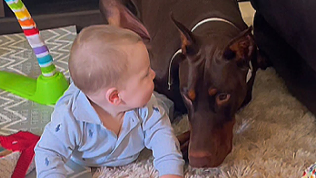 RESCUE DOBERMAN'S OBSESSIVE BEHAVIOR TERRIFIED PARENTS—WHAT HAPPENED AT 11:47 AM SHOCKED THEM