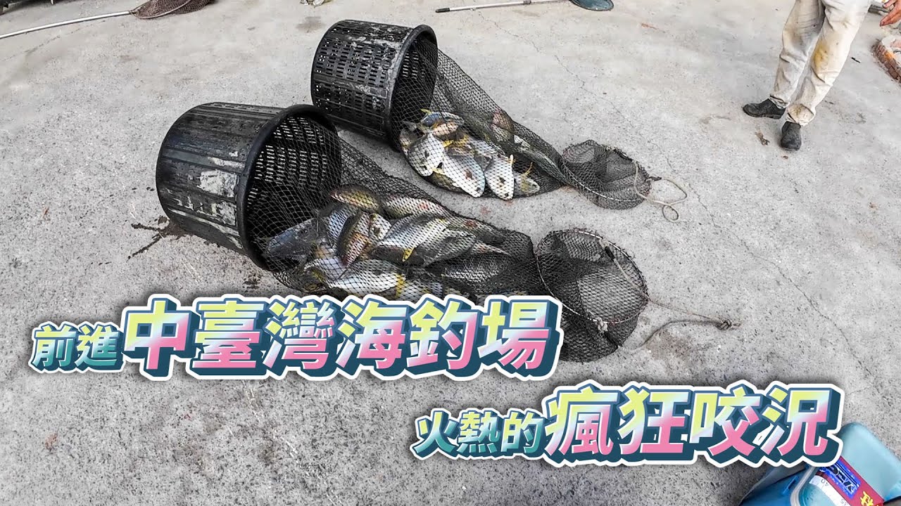 【台客去釣魚】前進中臺灣！炎熱的天氣火熱的咬況，又是鱸魚大咬的一天 feat.隆昌海釣場