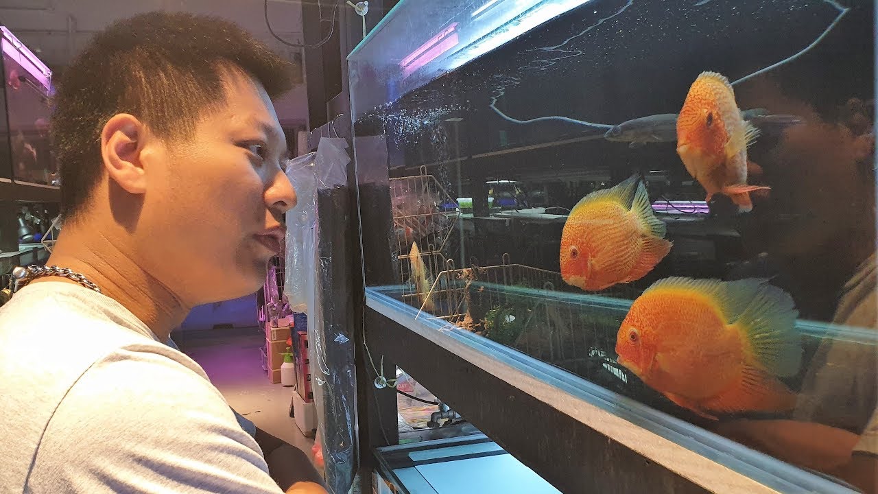 LIOW VIDEO: At Aquaone Fish shop with Jackson 夜访鱼店