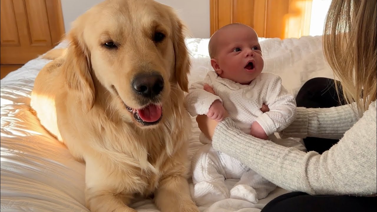 Golden Retriever Meets Newborn Baby For The First Time! (Cutest Ever!!)