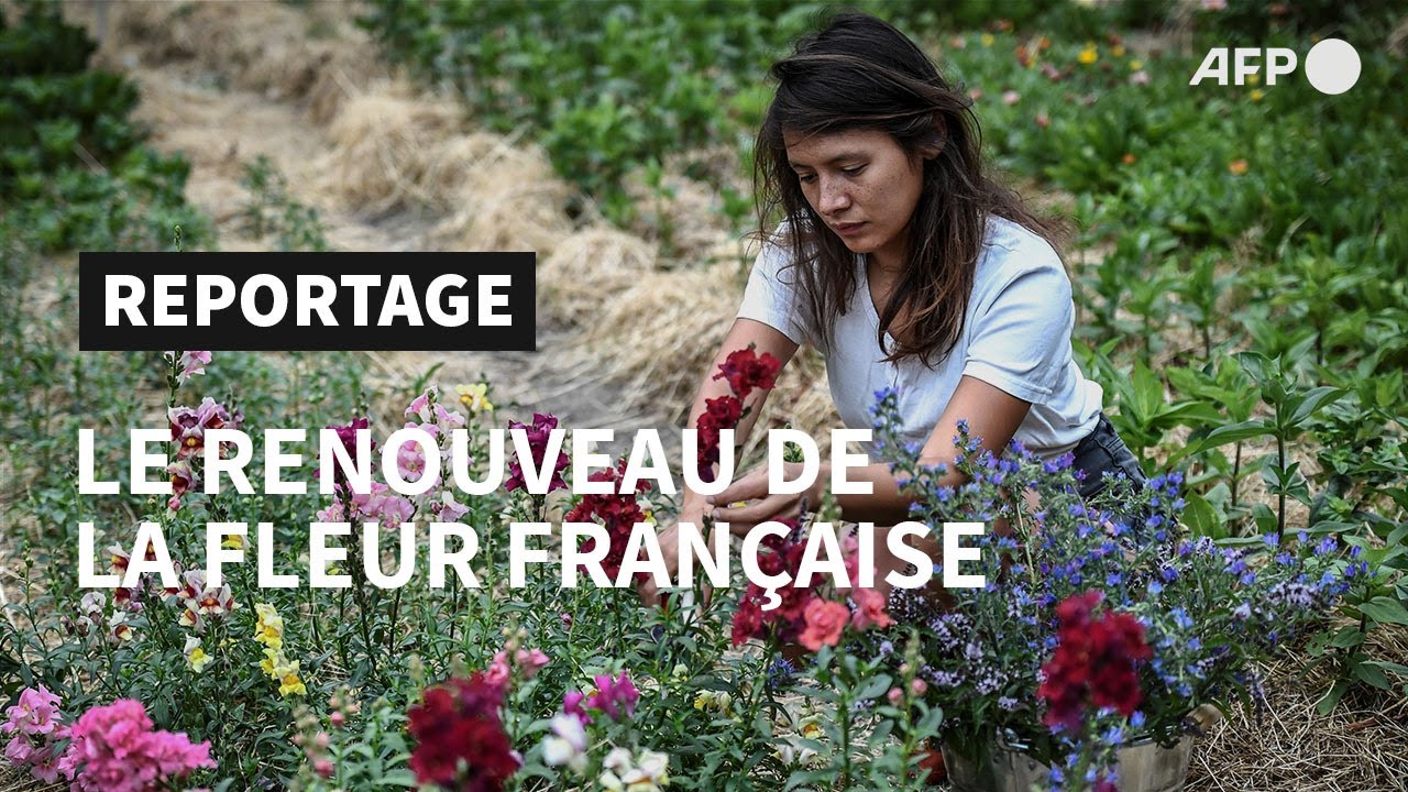 En plein Paris, une Franco-Japonaise pionnière du renouveau de la fleur française | AFP