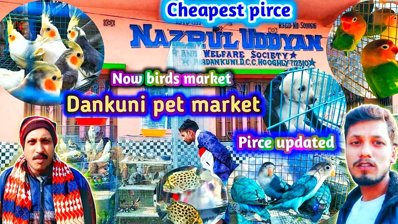 Dankuni pet market new update today. Pet market near dankuni hooghly. Dog market dankuni. #viral
