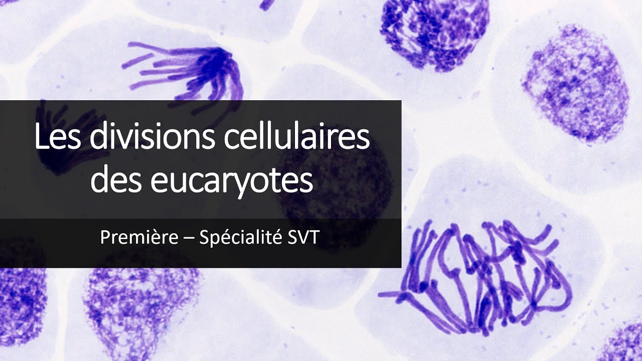 Cours Spé SVT 1eres - Les divisions cellulaires des eucaryotes