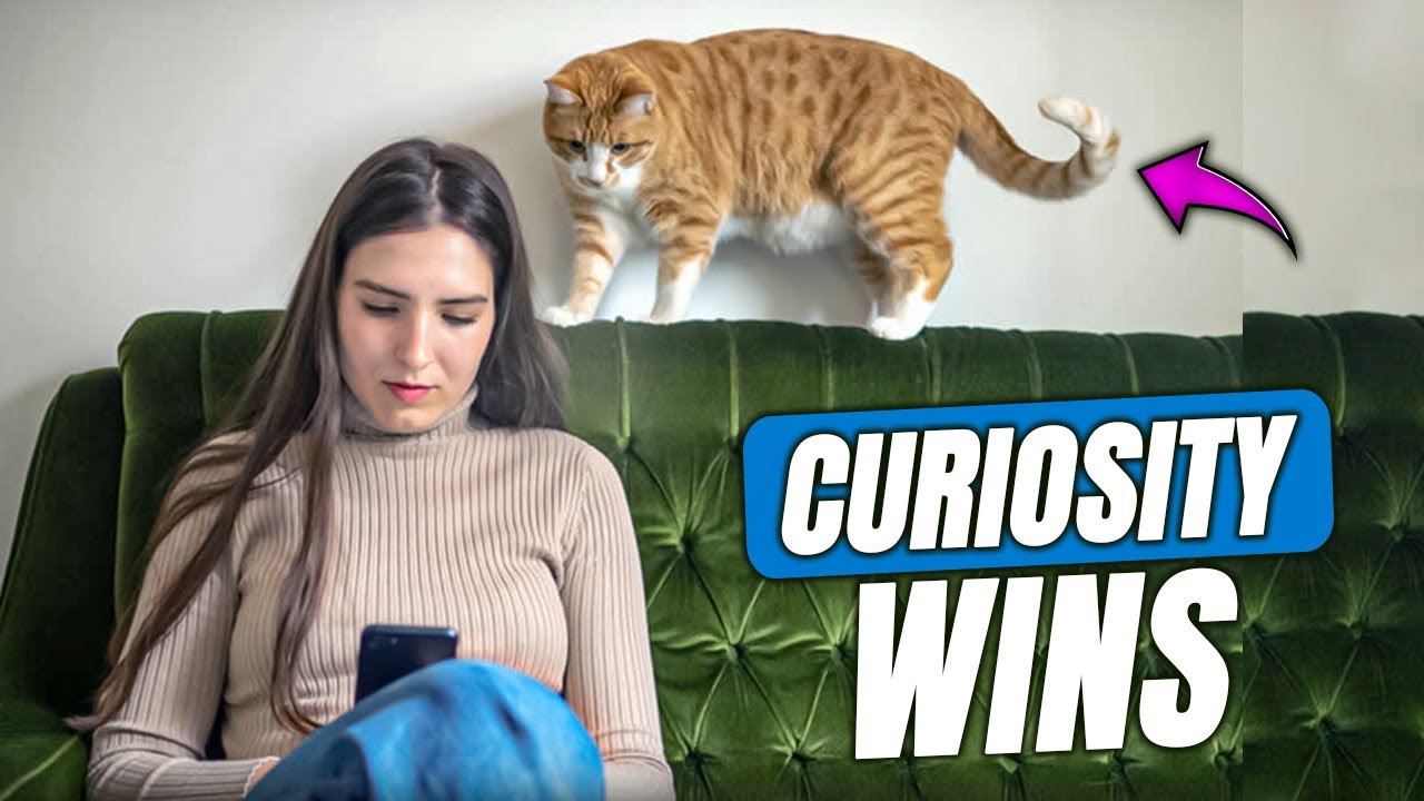 How Cats Outsmart Us: Feline Instincts Explained