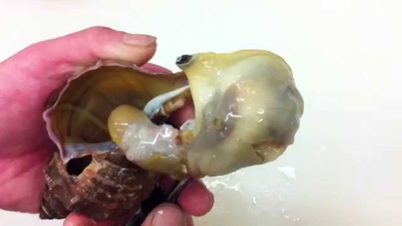 つぶ貝のさばき方｜動画で見る魚介類の扱い方
