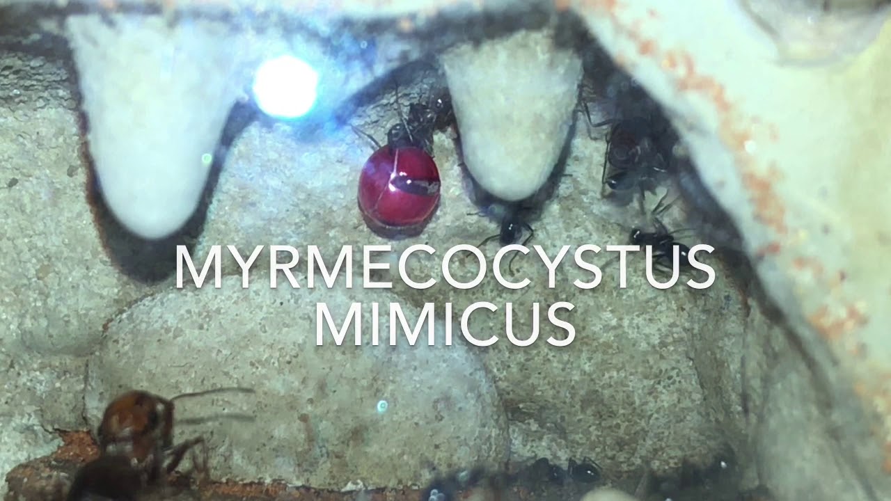 Vern’s colony updates #2 holy freaking repletes!!!!and intro to acros!!!