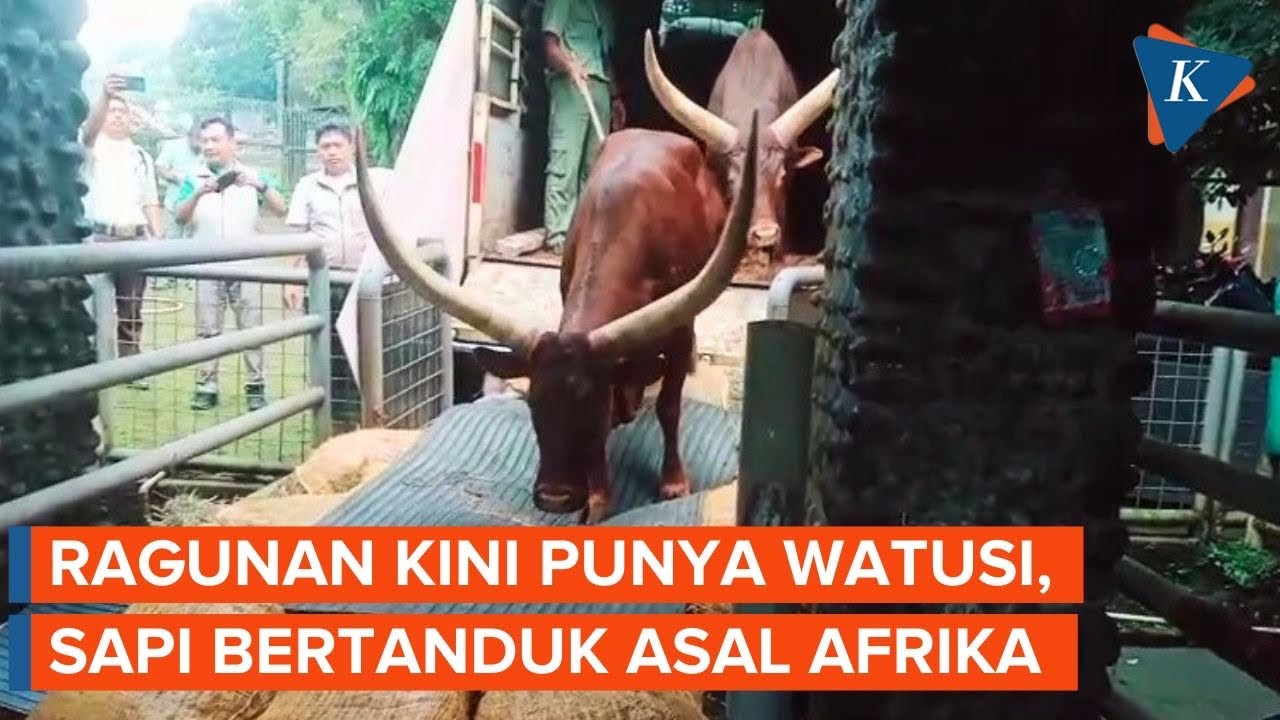 Penampakan Sapi Afrika “Watusi”, Penghuni Baru di Ragunan