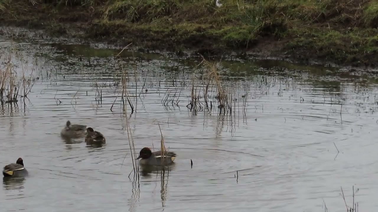 Common teal courtship display