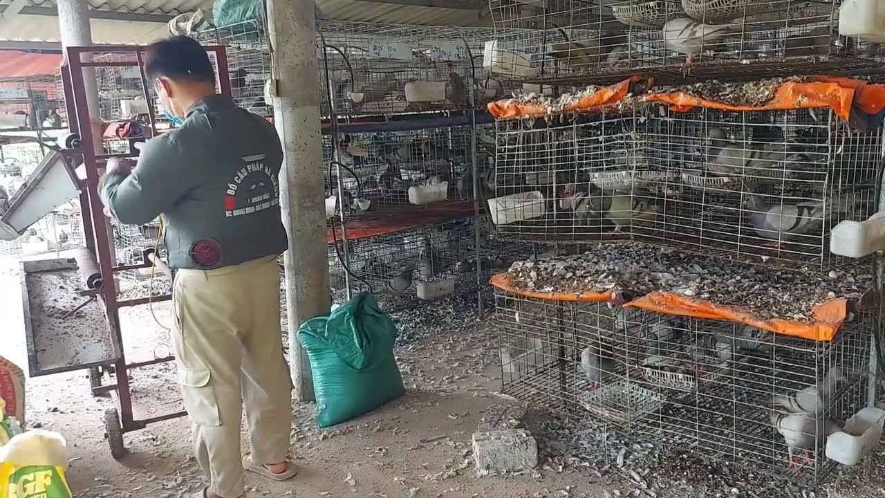 Máy Dọn phân tự động cho chim bồ câu zalo 0964 536 193