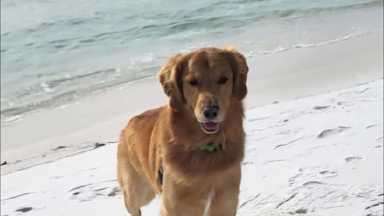 Theodore at Pensacola beach, Florida. #ilovemydog #doglover #doglife #socutedog #goldenretriever 