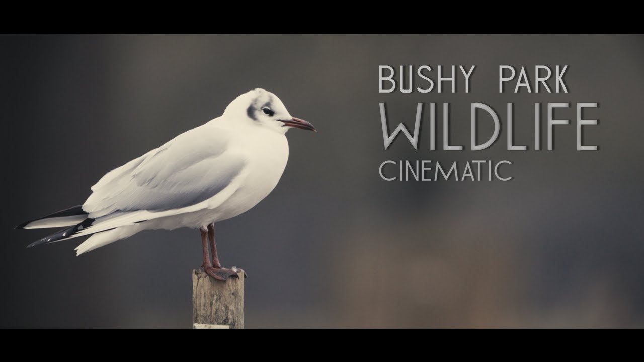 Bushy Park Cinematic Wildlife  Film 4K