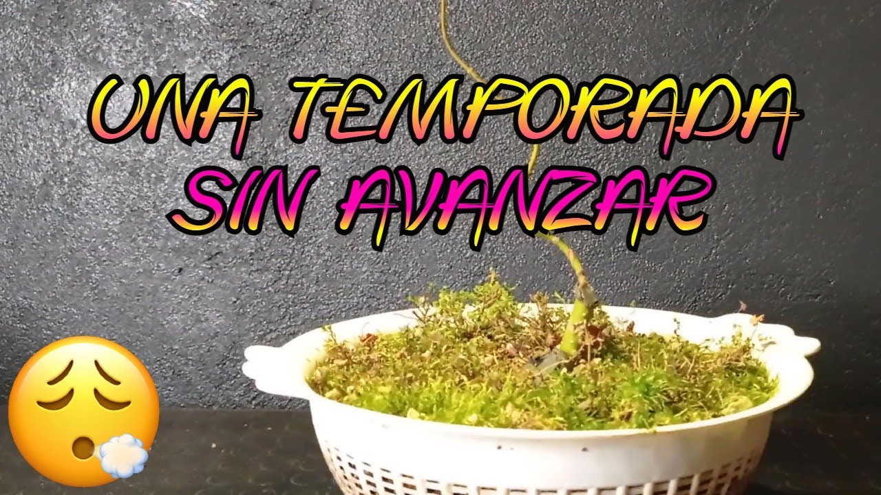 ARCE PALMATUM YAMAMOMIJI EN COLADOR