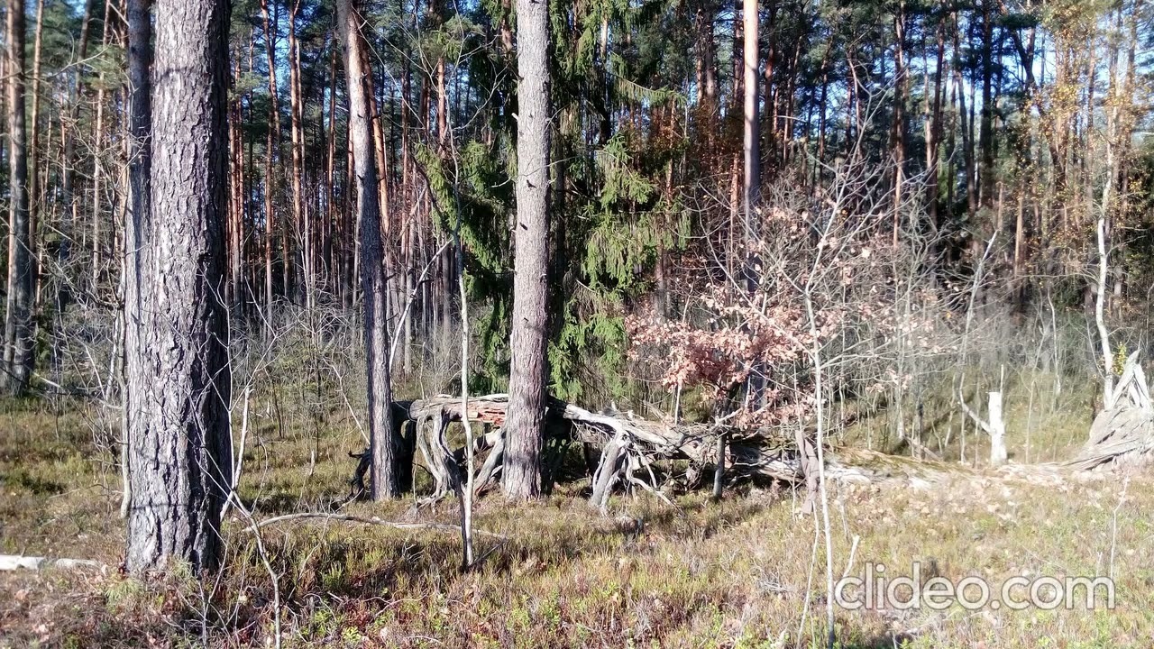 Зацвіла рожа край вікна  ( тексти Українські народні)