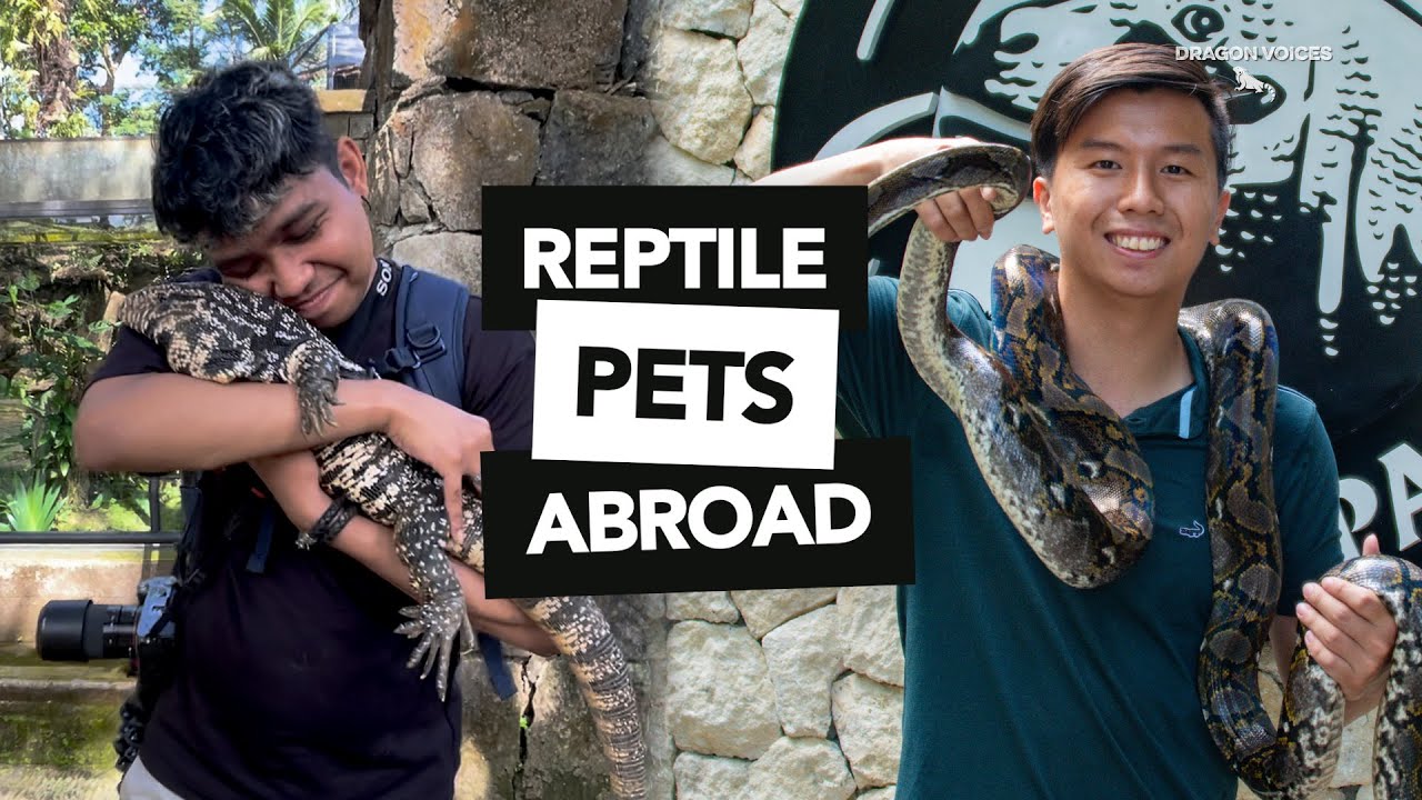 Handling COBRAS & Hugging TEGUS | Our Experiences Overseas
