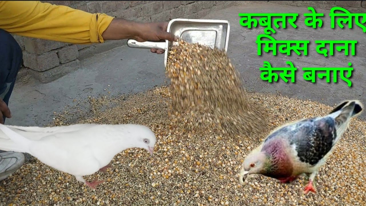 Kabutar ke liye mix Dana kese banaye