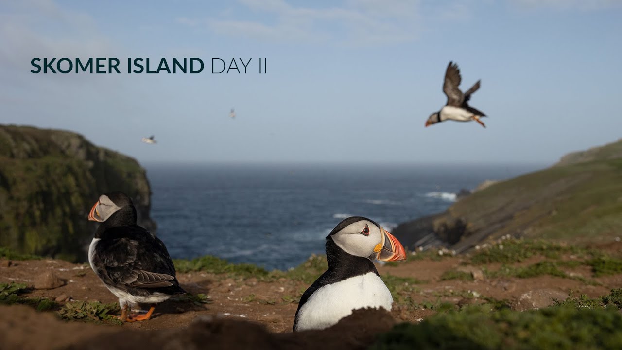 Skomer Island, High Seas & Lots of Puffin