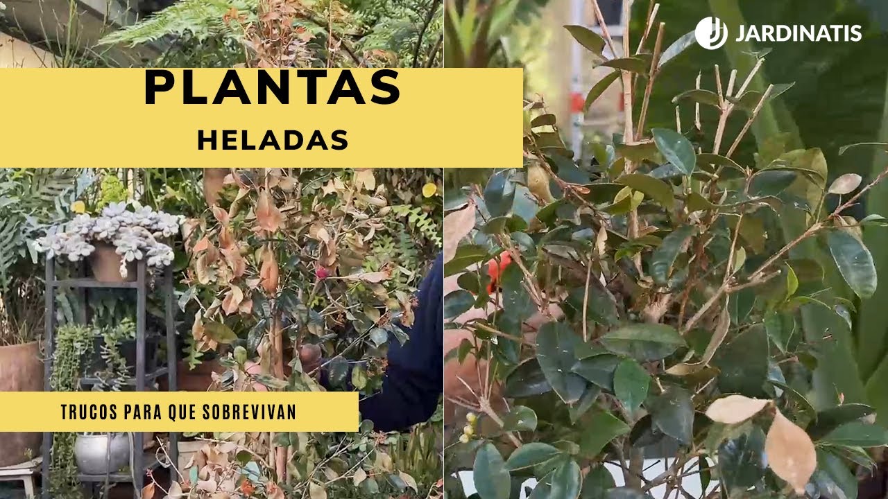 PLANTAS HELADAS ☃️❄️ &iquest;Qu&eacute; hacer para que sobrevivan? 🌱👩&zwj;🌾 Jardinatis