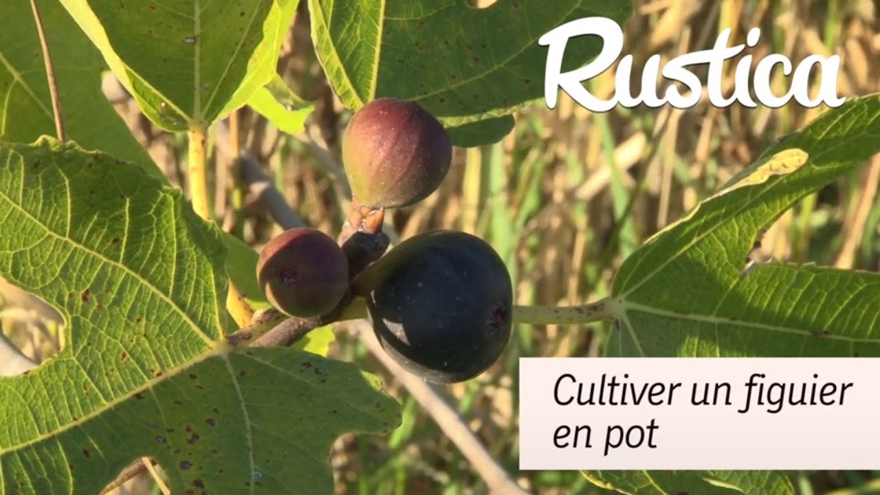 Cultiver un figuier en pot sur un balcon