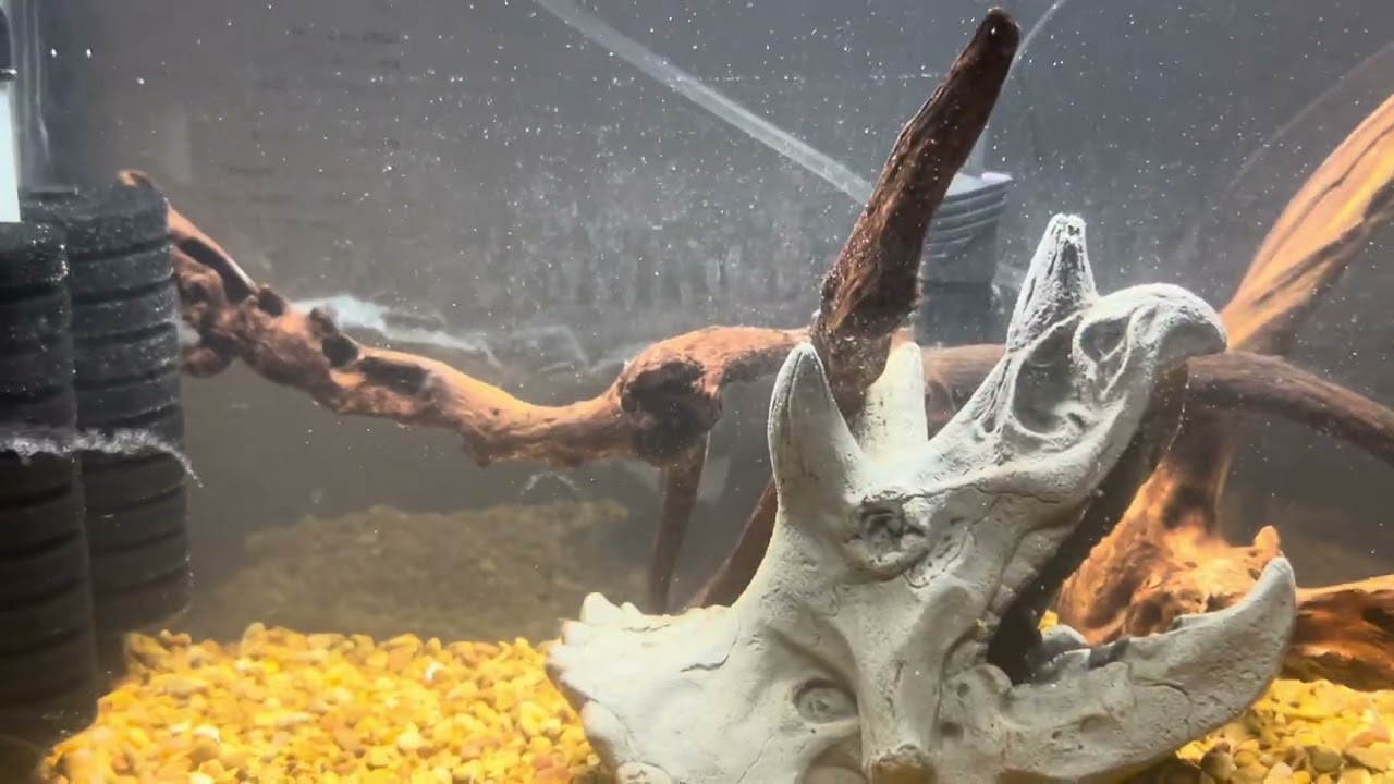 Shrimp Tank For Profit For Beginners 2026!!! 🍤