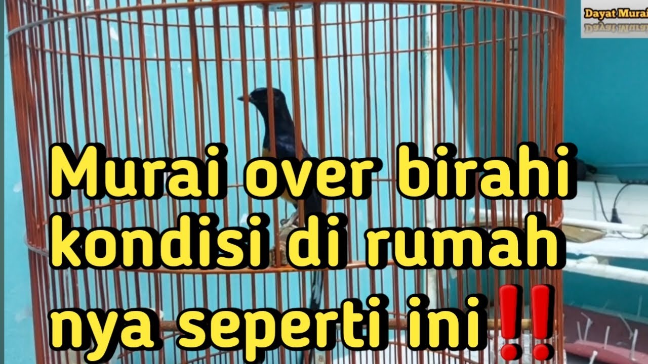 Murai over birahi /OB kondisi di rumahnya seperti ini❗️