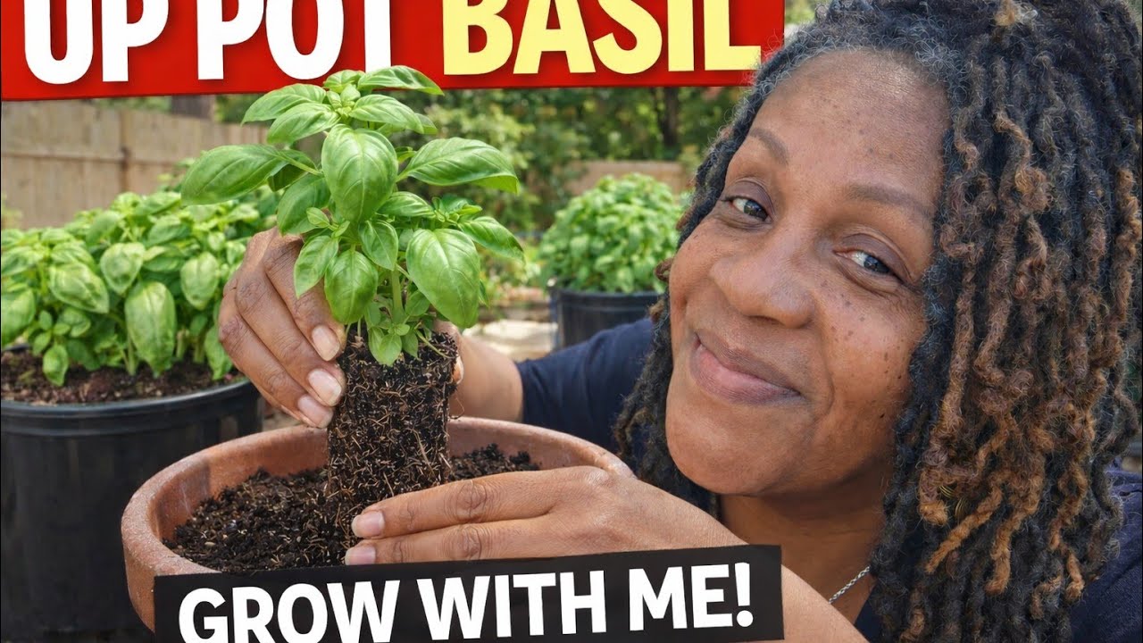 Up Pot Basil:  Growth with me 