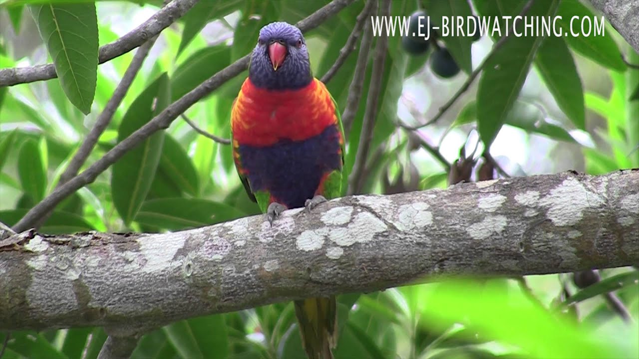 Rainbow Lorikeet HD Close Up www.ej-birdwatching.com Bird watching