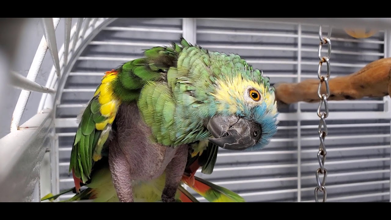 Cape Fear Parrot Sanctuary Glossary H to P